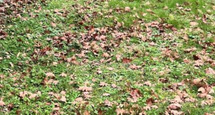 La Teste-de-Buch Maison neuve - 2396412-11279annonce120260117uwRaS.jpeg Maisons France Confort