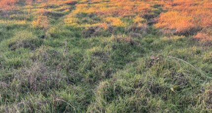 Langon Maison neuve - 2398383-3601annonce120260120R6scR.jpeg Maisons France Confort