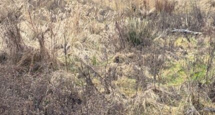 Hesdigneul-lès-Boulogne Maison neuve - 2399433-11072annonce220260120R2toK.jpeg Maisons France Confort