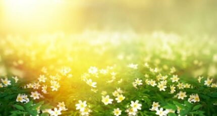 Grézac Terrain à bâtir - 2356066-11644annonce120251203RP7v5.jpeg Maisons France Confort