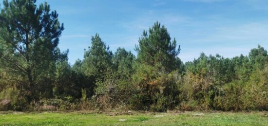 Terrain à bâtir à Salaunes, Nouvelle-Aquitaine