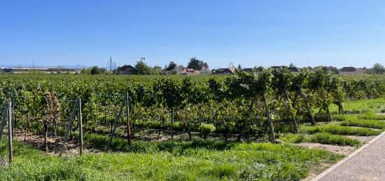 Terrain à bâtir à , Haut-Rhin