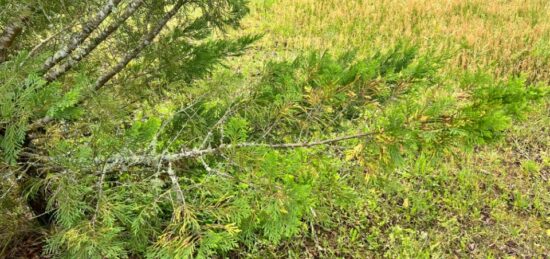 Terrain à bâtir à Mios, Nouvelle-Aquitaine