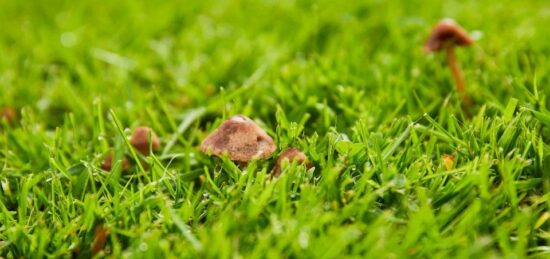 Terrain à bâtir à Mios, Nouvelle-Aquitaine