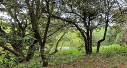 Palaja Terrain à bâtir - 2372699-10986annonce120250828Oxltu.jpeg Maisons France Confort