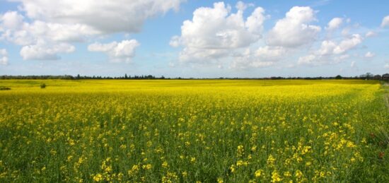 Terrain à bâtir à Mios, Nouvelle-Aquitaine