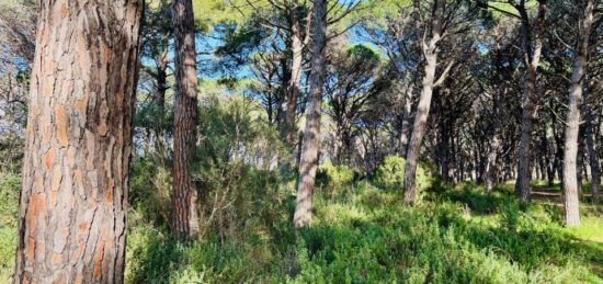 Terrain à bâtir à , Var