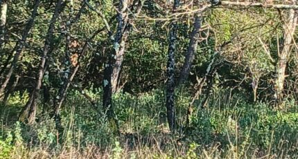 Rocbaron Terrain à bâtir - 2414756-5922annonce320260202NHs3i.jpeg Maisons France Confort