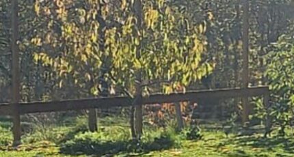 Louchats Terrain à bâtir - 2418211-11151annonce120250305ISpsT.jpeg Maisons France Confort