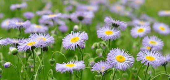 Terrain à bâtir à Mios, Nouvelle-Aquitaine