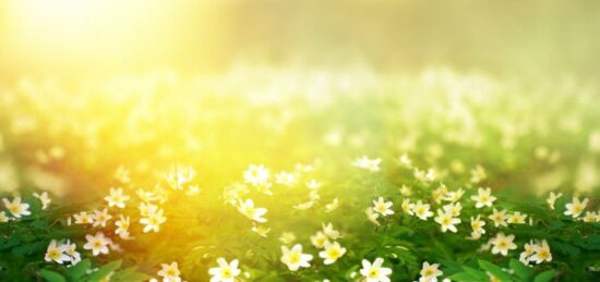 Terrain à bâtir à , Charente-Maritime