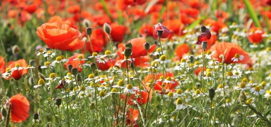 Terrain à bâtir à Hourtin, Nouvelle-Aquitaine