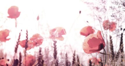 La Teste-de-Buch Maison neuve - 2421194-11279annonce120260206GRmU3.jpeg Maisons France Confort