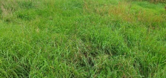 Terrain à bâtir à Saint-Ciers-d'Abzac, Nouvelle-Aquitaine