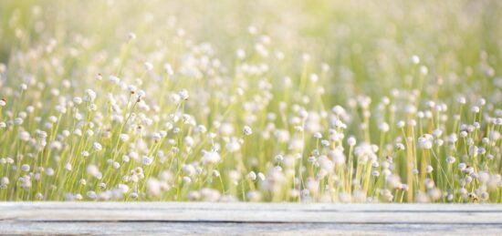 Terrain à bâtir à Mazerolles, Nouvelle-Aquitaine