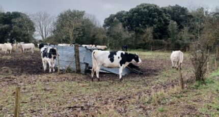 Saint-Urbain Terrain à bâtir - 2407748-11728annonce2202602055VzdW.jpeg Maisons France Confort