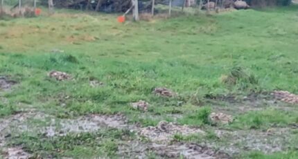 Beauvoir-sur-Mer Maison neuve - 2420558-11728annonce320260206XTxIx.jpeg Maisons France Confort