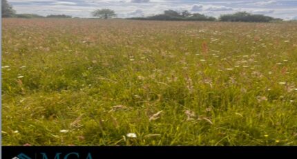 Beautiran Terrain à bâtir - 2433621-3601annonce120260218wKclC.jpeg Maisons France Confort