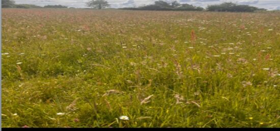 Terrain à bâtir à Saint-Genès-de-Lombaud, Nouvelle-Aquitaine
