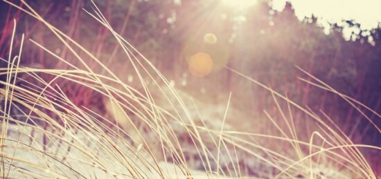 Terrain à bâtir à Belin-Béliet, Nouvelle-Aquitaine