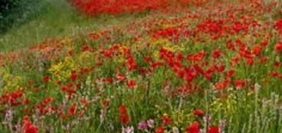 Terrain à bâtir à Amboise, Centre-Val de Loire
