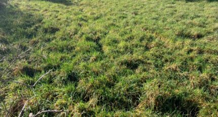 Chassors Maison neuve - 2403079-10974annonce120260122xK1Q4.jpeg Maisons France Confort