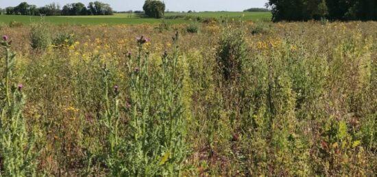 Terrain à bâtir à Ballon, Nouvelle-Aquitaine