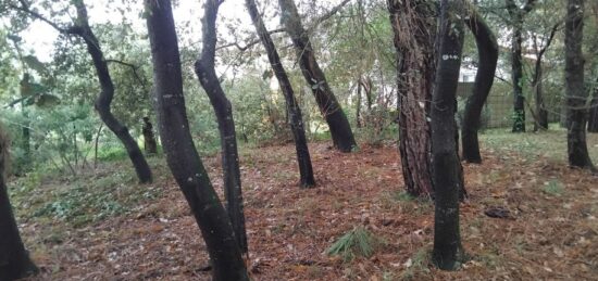 Terrain à bâtir à , Gironde