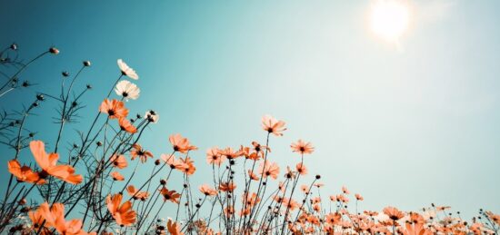 Terrain à bâtir à Gujan-Mestras, Nouvelle-Aquitaine