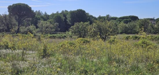 Terrain à bâtir à Puget-sur-Argens, Provence-Alpes-Côte d'Azur