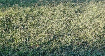 Pia Terrain à bâtir - 2439094-4671annonce120260224BrJf5.jpeg Maisons France Confort