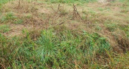 Laruscade Maison neuve - 2440061-11015annonce120260225rrwSP.jpeg Maisons France Confort