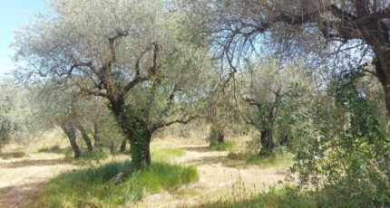 Opio Terrain à bâtir - 2446350-1837annonce120260303cRwdL.jpeg Maisons France Confort