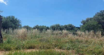 Opio Terrain à bâtir - 2446350-1837annonce320260303zvo3N.jpeg Maisons France Confort