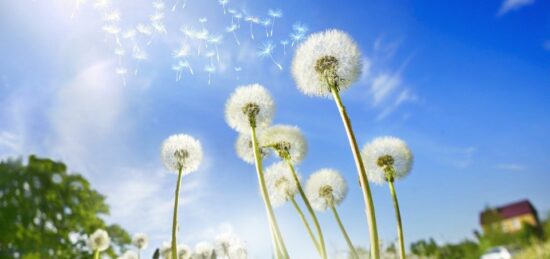 Terrain à bâtir à Saint-Palais-sur-Mer, Nouvelle-Aquitaine