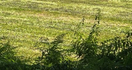 Gémozac Terrain à bâtir - 2449125-10974annonce120260306PNCQB.jpeg Maisons France Confort