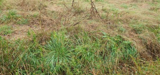 Terrain à bâtir à Laruscade, Nouvelle-Aquitaine