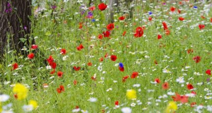 Le Teich Maison neuve - 2457095-11311annonce120260221ZLlTC.jpeg Maisons France Confort