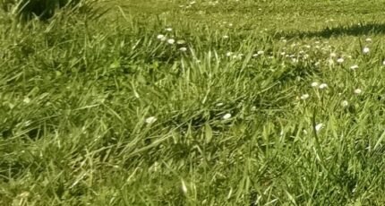 Périgueux Maison neuve - 2395940-11235annonce62026011603W9l.jpeg Maisons France Confort