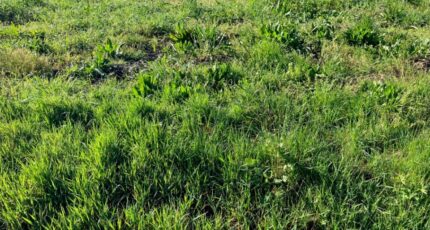 Burie Maison neuve - 2461671-10974annonce120260319UQUrL.jpeg Maisons France Confort