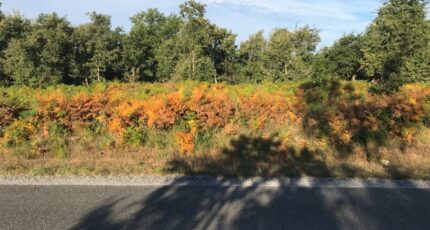 Le Temple Terrain à bâtir - 2462014-3127annonce12025102456TdL.jpeg Maisons France Confort