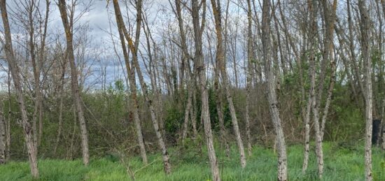 Terrain à bâtir à , Gironde