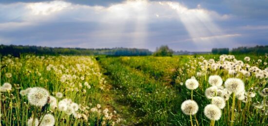 Terrain à bâtir à Grézac, Nouvelle-Aquitaine