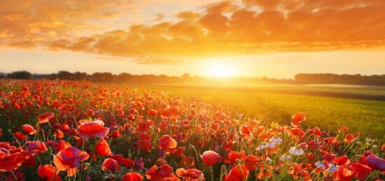 Terrain à bâtir à Le Gua, Nouvelle-Aquitaine