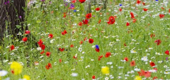 Terrain à bâtir à Le Teich, Nouvelle-Aquitaine
