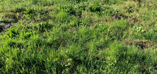 Terrain à bâtir à Thaims, Nouvelle-Aquitaine