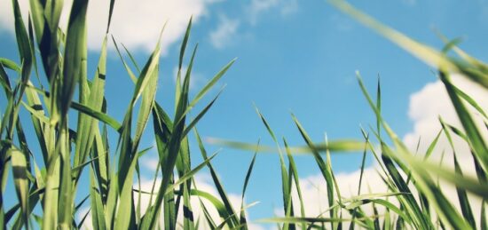 Terrain à bâtir à Le Porge, Nouvelle-Aquitaine