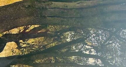 Ollioules Terrain à bâtir - 2429607-annonceTerrain-20260215131936.JPEG Maisons France Confort