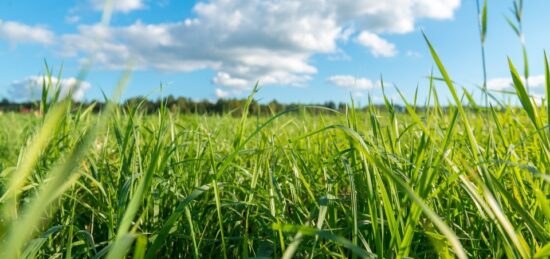 Terrain à bâtir à Biscarrosse, Nouvelle-Aquitaine