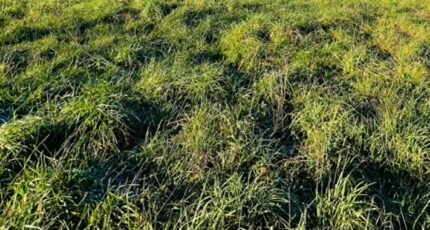 Seilhac Maison neuve - 2470263-11288annonce1202512056PFh4.jpeg Maisons France Confort